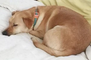 Billboard Staff Pets