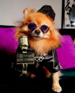 Billboard Staff Pets