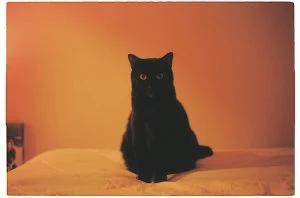 Billboard Staff Pets