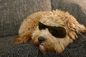 Billboard Staff Pets