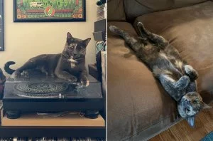 Billboard Staff Pets