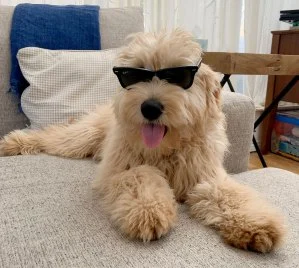 Billboard Staff Pets