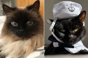 Billboard Staff Pets