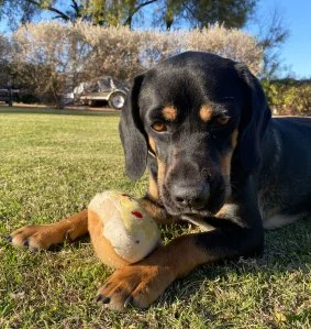 Billboard Staff Pets