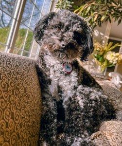 Billboard Staff Pets