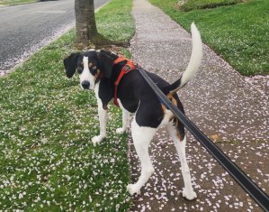 Billboard Staff Pets