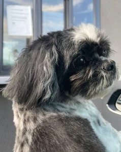 Billboard Staff Pets