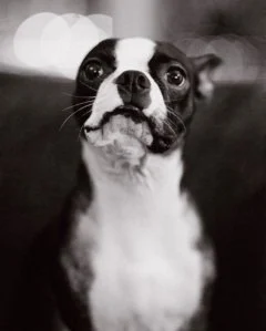 Billboard Staff Pets