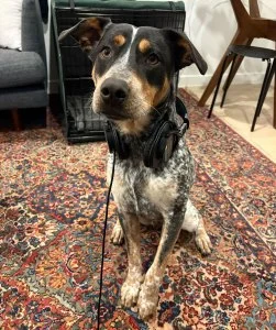 Billboard Staff Pets