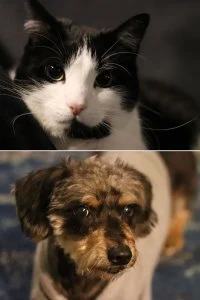 Billboard Staff Pets