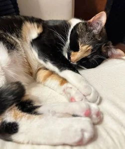 Billboard Staff Pets