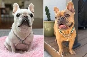 Billboard Staff Pets