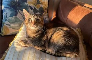 Billboard Staff Pets