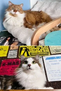 Billboard Staff Pets