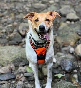 Billboard Staff Pets