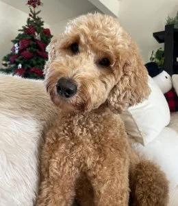 Billboard Staff Pets