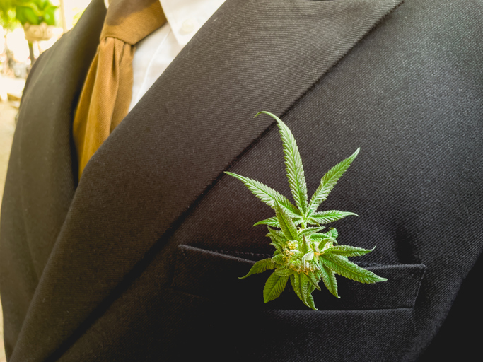Close up business man wear black suit Marijuana flower or Cannabis join event to legal freedom for Marijuana in Thailand. marijuana research, medical marijuana, CBD hemp oil concept.