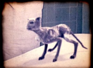 Metallica: All Nightmare Long